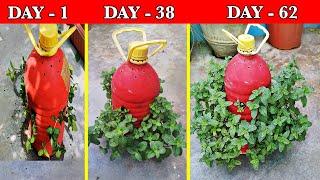 How To Grow Mint  Pudina Cuttings at Home  बोतल में इस तरह पुदीना उगना किसी चमत्कार से काम नहीं