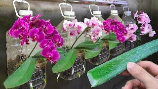 I grow orchids in this new way orchids grow roots and bloom all year round