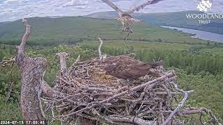 Louis the Loch Arkaig Osprey arrives with a fish but wont give it to Dorcha 15 Jul 2024