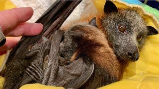Rescuing and releasing a mum & baby flying-foxes  Artemis & Aoife