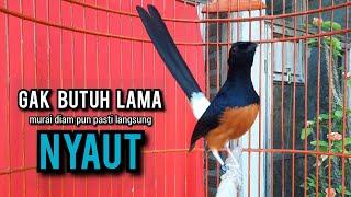 murai batu gacor AMPUH buat PANCINGAN murai batu agar bunyi JADIKAN burung murai gacor EMOSI