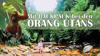 Lohnt sich der Indonesische Dschungel?• Bei den Orang Utans in Bukit Lawang Sumatra