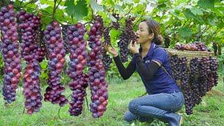 Harvesting Seedless Black Currant Seedless Grapes Go to the market to sell  Phuong - Harvesting