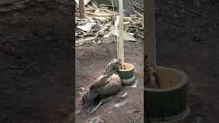 wild chicken trap using bamboo work 