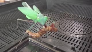 Hierodula Majuscula  Giant RainForest Mantis  First Morio Worm Feeding