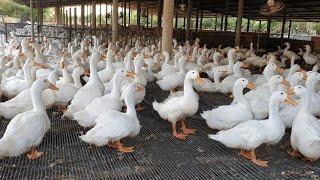 Top Duck Feeding Formulas for Rapid Growth - Cheap Formula