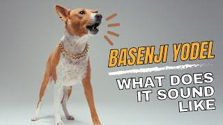 Basenji Yodel - Sound & Explanation