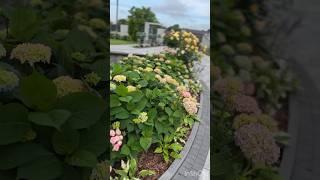 #гортензия #hydrangeaflower #садгортензий #hortensia #flower #garden #сад #macrophylla #hydrangea