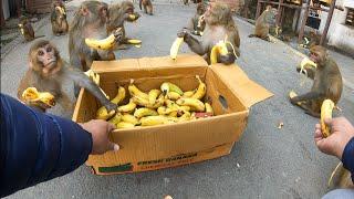 How monkeys eat bananas even in winter  feeding bananas to the monkey