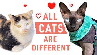 Cat friends are different  Sphynx Cat and Feral Cat