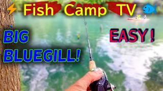  Simple way to catch LOADS of Bluegill  2x EASY #bluegill #fishcamptv