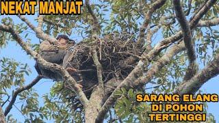 NEKAT MANJAT POHON TERTUA DEMI SARANG RAKSASA