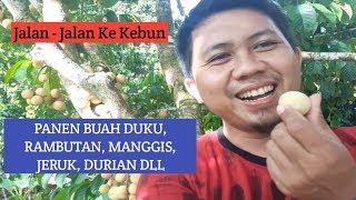 PANEN DUKU BATURAJA  MANGGIS  RAMBUTAN  DLL Di Kebun Sendiri