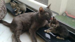 Nursing Mother Taking Care And Feeding Milk To Her Adopted Orphan Kittens