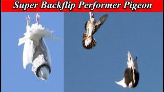 Amazing Super Backflip Performer Pigeon - The Great Trumpeter Exclusive Video - Tumbler pigeons