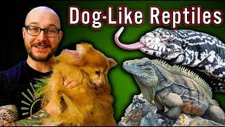 5 Reptiles That Act Like Dogs  No Fur No Allergies All The Love