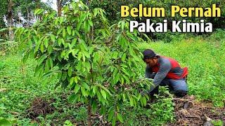 Cara Menyuburkan Tanaman Durian Tanpa Pupuk Kimia 