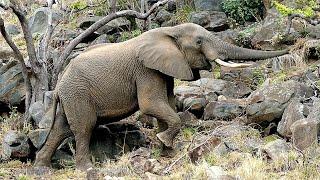 Elephant Goes Rock Climbing