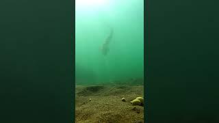 Underwater footage of carp fishing #shorts