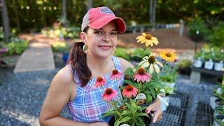 BOGO Free Annuals At the Nursery