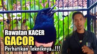 Trik Rawatan harian KACER agar GACOR dan setabil