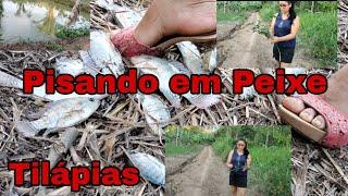 Pisando em Peixe #Tilapias..