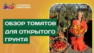 СОБИРАЕМ ШИКАРНЫЙ УРОЖАЙ ТОМАТОВ В ОТКРЫТОМ ГРУНТЕ