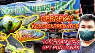 GEBREK  Koleksi Ikan Predator di Toko  Ikan Hias GPT PONTIANAK