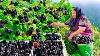 Harvesting Lots of Wild Blackberries and Making Jam and Drink for the Winter