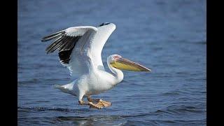 طائر البجع يصل الي الهور    large flocks of great white swans arrive in the swamp . Iraq