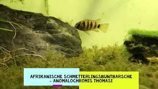 Afrikanischer Schmetterlingsbuntbarsch Anomalochromis thomasi