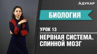 Спинной мозг  Нервная система  Биология ЦТ ЕГЭ