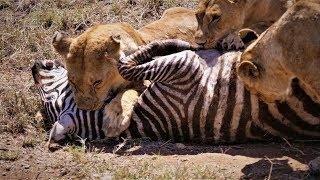 Serengeti Pride of lions hunting and killing zebras 4 KUHD