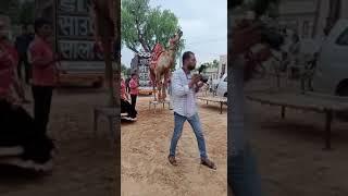 Rajasthani shekhawati marriage me  ka dance