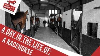 A Day In The Life Of A Racehorse   Dooley Thoroughbreds 