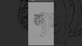 Quick Sketch Tiger - TikTok Dailysketch