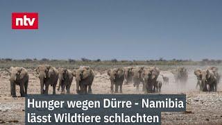 Hunger wegen Dürre - Namibia lässt Wildtiere schlachten - Elefantenfleisch für Bevölkerung   ntv