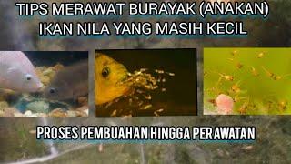 Cara merawat Burayak Ikan Nila  yang paling benar