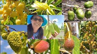 Tropical Fruits that are growing in SW Florida 2021.