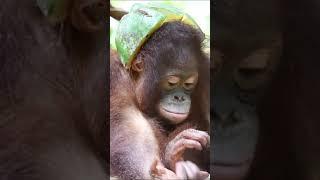 The cutest little orangutan baby #orangutan  #cuteanimals  #cutebabyanimals #monkey #zoo