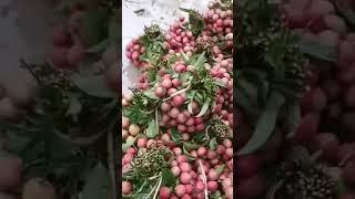 Heavy rain causes people to harvest lychees