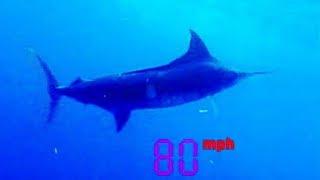 Black Marlin The Fastest Fish on the Planet   Ultimate Killers  BBC Earth