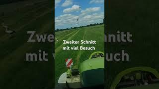 Zweiter schnitt 2024