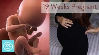 19 Weeks Pregnant What You Need To Know - Channel Mum