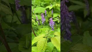  Bees & Flowers  #shorts #nature