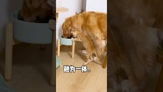 不仔细看根本发现不了…#金毛 #pets #萌宠 #猫咪 #cat