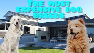 The Worlds Most Expensive Dogs A Look at the Pricey Pooches of the Canine Kingdom part 2