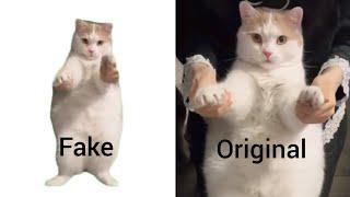 Cat Dancing to EDM Meme Fake vs Original