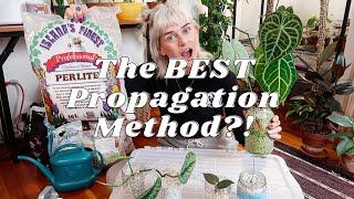 Propagating in Perlite  It Saved My Plants From Root Rot