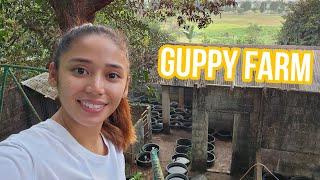 Guppy Farm Tour  Part 1